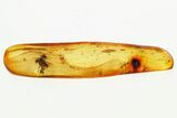 Fossil Black Fly and Scuttle Fly in Baltic Amber #300706-1